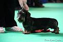 Crufts2011_2 813